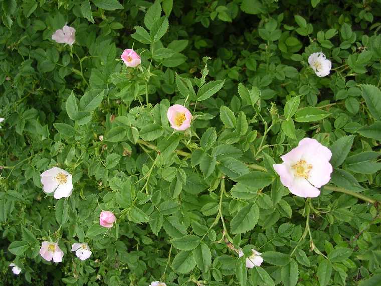  Image name: rosacanina2.jpg 
 width: 760 pixel 
 height: 570 pixel 
 Size: 68199 bytes 
 Click to enlarge 